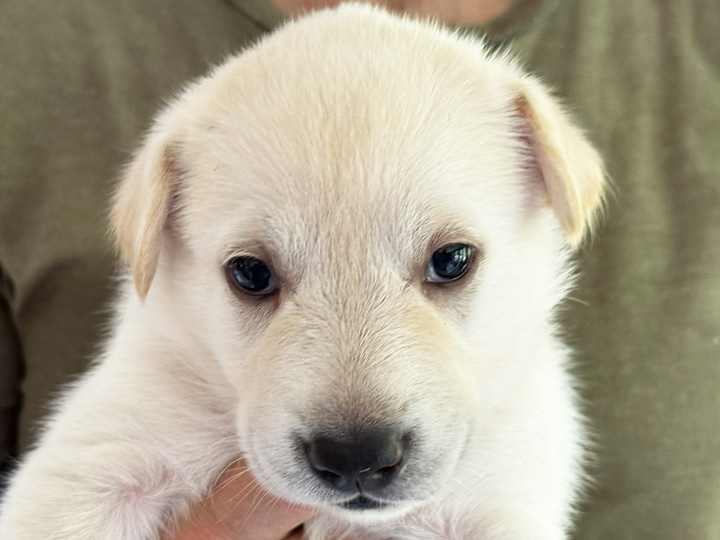 chinook puppy